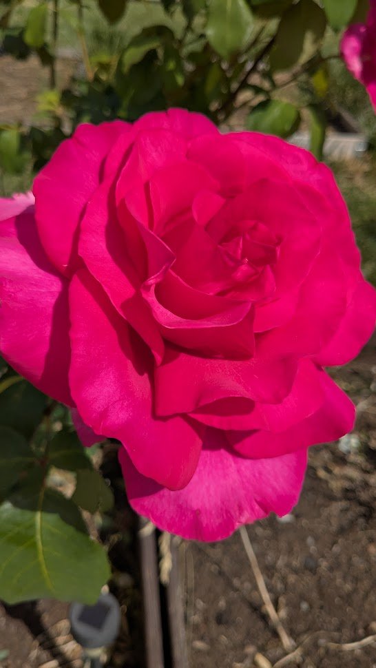 MizeraMichael's tweet image. O, how much more doth beauty beauteous seem
By that sweet ornament which truth doth give.
The rose looks fair, but fairer we it deem
For that sweet odor which doth in it live.
#Rose #Shakespeare #sonet