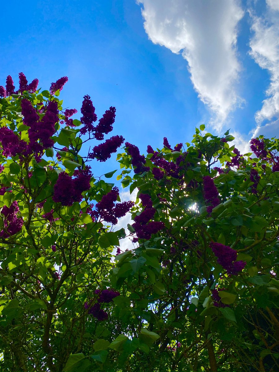 A beautiful Wednesday all my friends and people in the world 🌍🙏🤩💝🍀🥰🌍🌹😁😍🤗☕️🍦😄🌺
