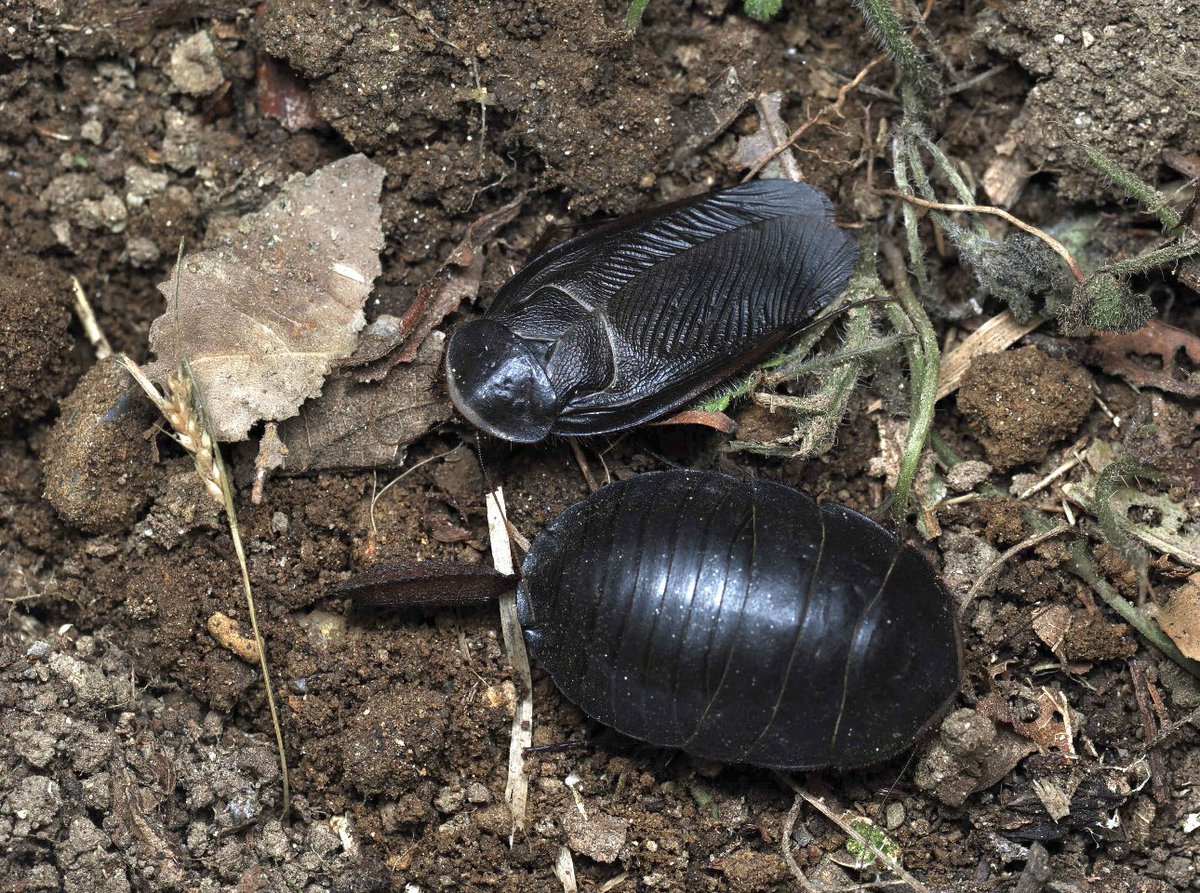エジプトサバクゴキブリ

オスもメスも、イカしてるゴキブリ