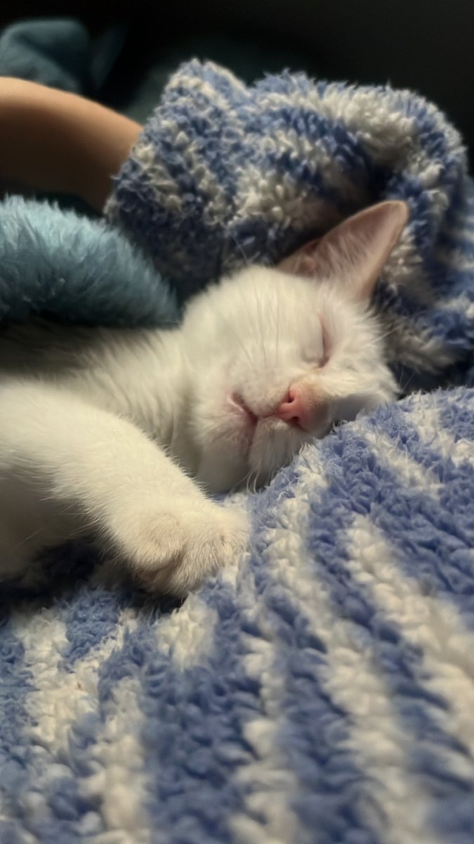 TripolarPoke's tweet image. Ayer mi ratilla cumplió un añito 🐈💙