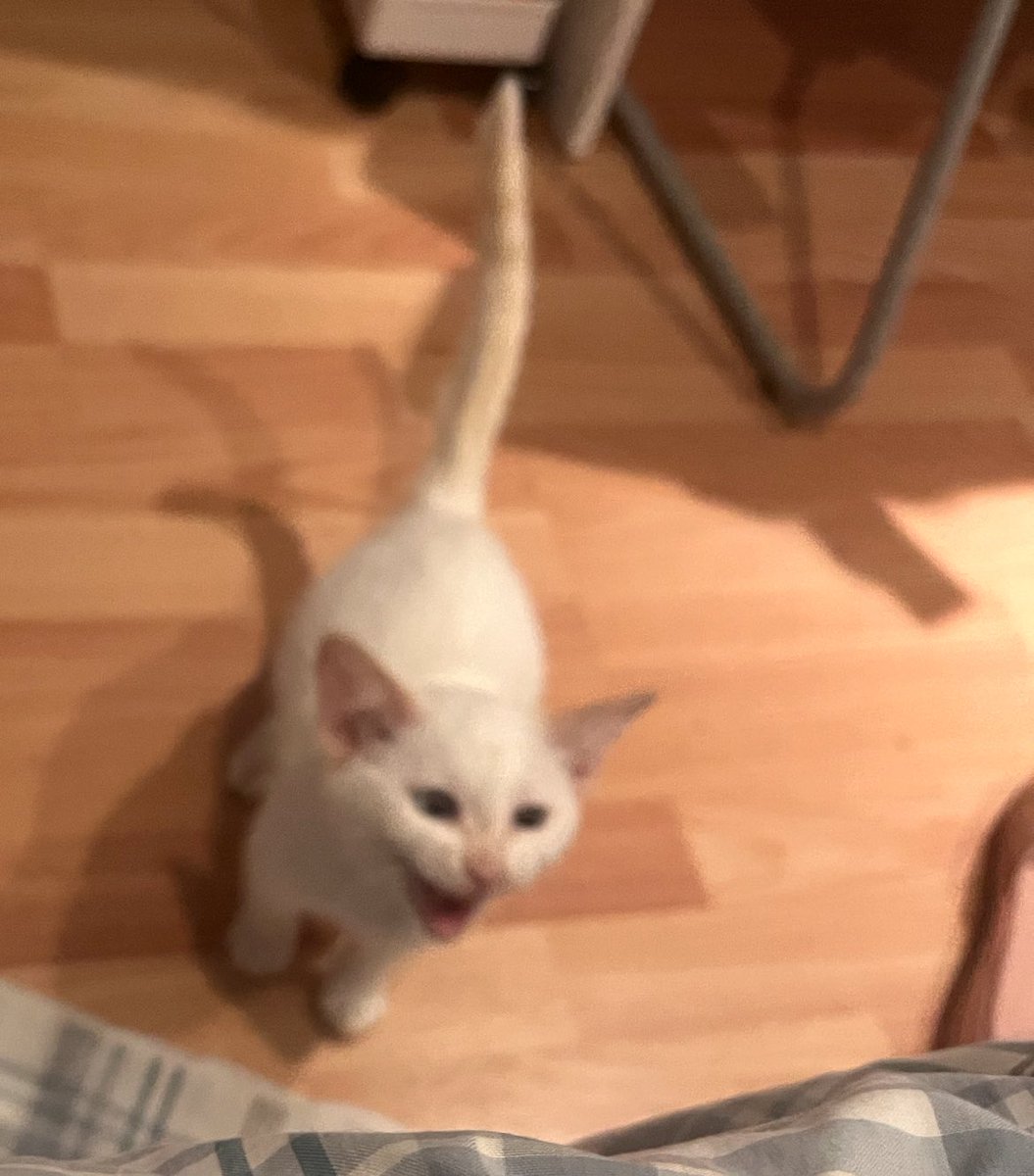 TripolarPoke's tweet image. Ayer mi ratilla cumplió un añito 🐈💙