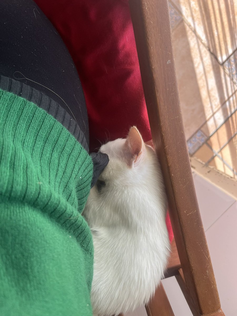 TripolarPoke's tweet image. Ayer mi ratilla cumplió un añito 🐈💙