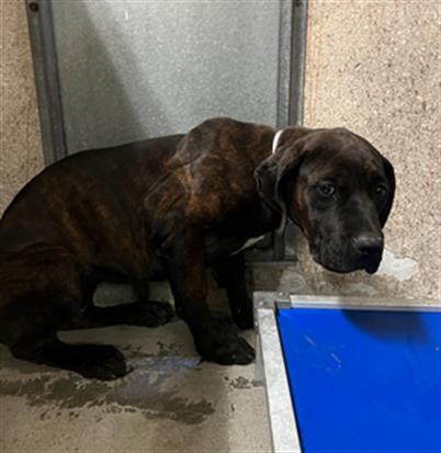 AnimaLancaster's tweet image. #A5715271
Female, brown brindle Cane Corso
Age is unknown.
PetHarbor.com/pet.asp?uaid=L…