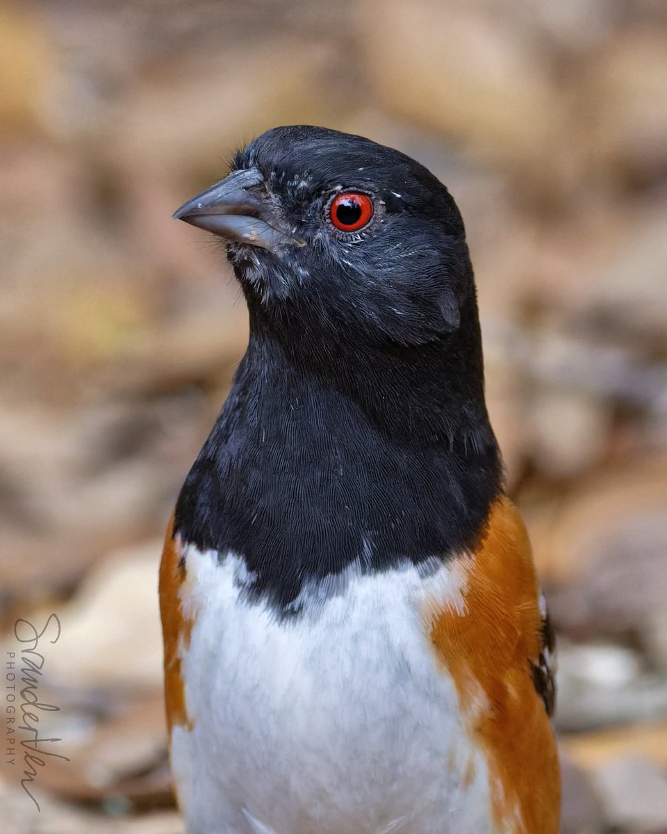 ItakeBirdPics's tweet image. Spotted Towhee
South Llano River State Park in Texas, USA.
03/27/2023 #spottedtowhee #towhee #birdphotography #naturephotograhpy
