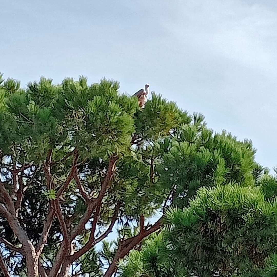 Miquel Àngel Sòria 🎗️Octubrista (@aebruguersmas) on Twitter photo S'intensifica la destrucció de la darrera pineda litoral de #Gavà
#GavàMar <a href="/SOSBaixiLh/">SOSBaixiLH #ProuCimentMésVida</a> <a href="/6eixosdeciment/">6eixosdeciment</a> <a href="/324cat/">324.cat</a> <a href="/30minuts/">30 minuts</a> <a href="/agentsruralscat/">Agents Rurals</a> <a href="/BeyondBCN/">Pere Alzina</a> <a href="/jm_mallarach/">Josep Maria Mallarach</a> <a href="/damiacalvet/">Damià Calvet i Valera</a> <a href="/joseprull/">Josep Rull i Andreu</a> #lacyca S'intensifica la destrucció de la darrera pineda litoral de #Gavà
#GavàMar <a href="/SOSBaixiLh/">SOSBaixiLH #ProuCimentMésVida</a> <a href="/6eixosdeciment/">6eixosdeciment</a> <a href="/324cat/">324.cat</a> <a href="/30minuts/">30 minuts</a> <a href="/agentsruralscat/">Agents Rurals</a> <a href="/BeyondBCN/">Pere Alzina</a> <a href="/jm_mallarach/">Josep Maria Mallarach</a> <a href="/damiacalvet/">Damià Calvet i Valera</a> <a href="/joseprull/">Josep Rull i Andreu</a> #lacyca