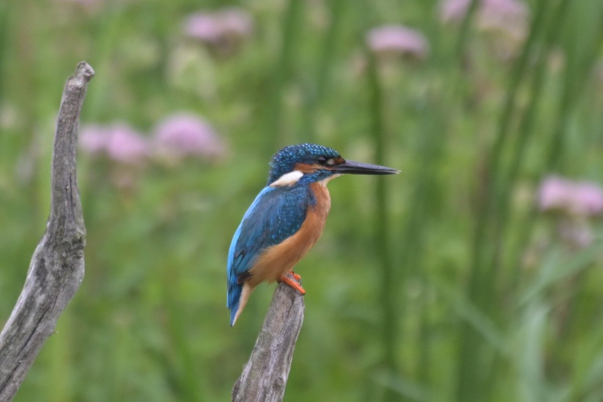 markhows's tweet image. A brief stop at Strumpshaw Fen RSPB produced this lovely kingfisher last night