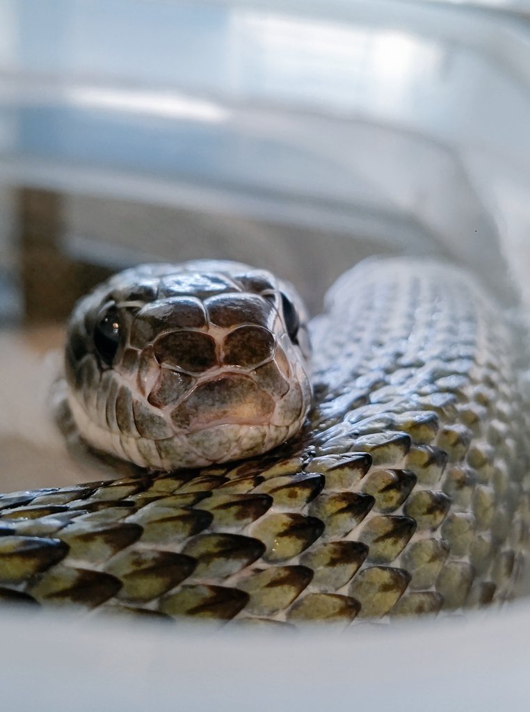tkysnakecenter's tweet image. いろんな寝姿🤍🧡💚
Various sleeping snakes🤍🧡💚
#東京スネークセンター
#tokyosnakecenter
#キョロミ #ビーノ #大将
#Kyoromi #Bino #Taisho
#ヘビカフェ
#snakecafe