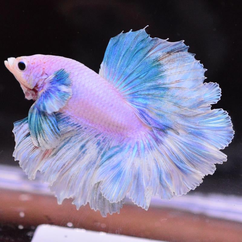 ペットフィッシュ on X: 