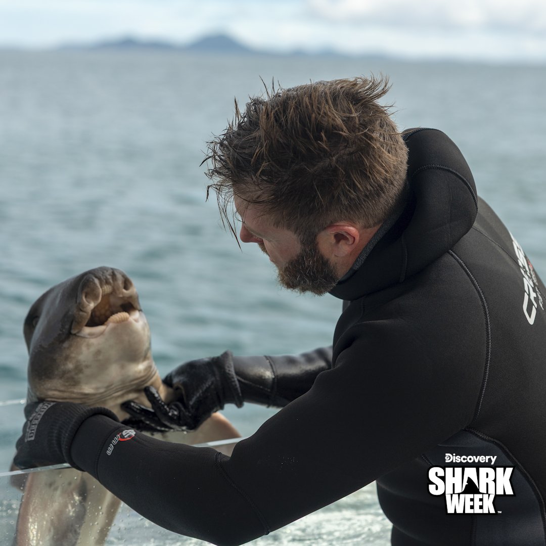 AnimalPlanet's tweet image. Think you've seen every kind of shark? Think again 🦈👽
Catch some bizarre deep-sea predators TONIGHT on Alien Sharks: Death Down Under at 10p during #SharkWeek on @Discovery!
#OceanLife #deepsea #sharks