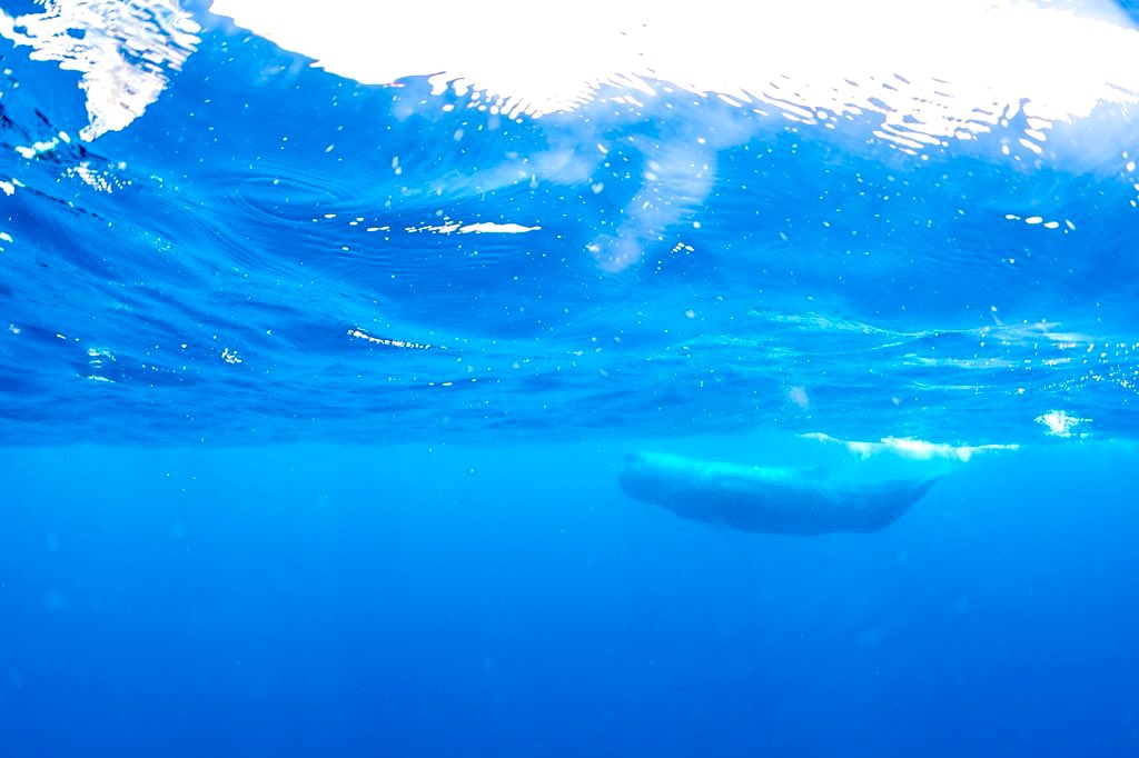 tomo_underwater's tweet photo. 今日は #世界クジラ・イルカの日 だそうです。
いつまでも彼らが生き続けられる海であって欲しいです。 https://t.co/LwbkKypWft