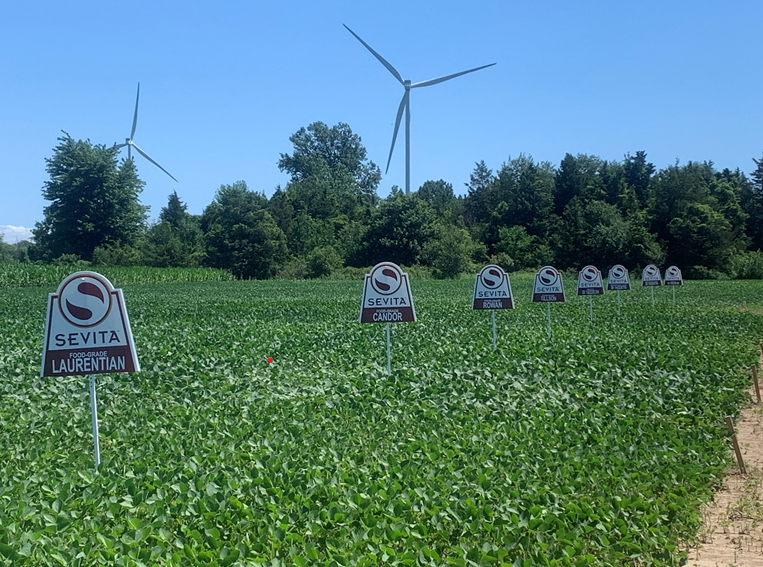 It’s that time of year again — field signs are popping up, on-farm plots have taken shape, and soybean canopies are starting to close  🌱🚜. Here is one of our on-farm plots in Wheatley, ON! 

Contact your local Sevita dealer or Representative to tour a plot before harvest!