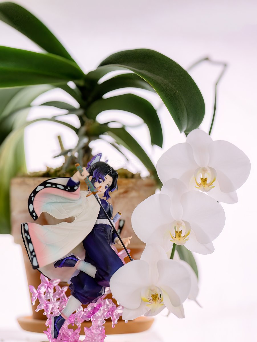 awesome036's tweet image. 今年も咲いた胡蝶蘭✨
透き通る白の花弁に重なるのは、蝶のように軽やかな剣士の気配。胡蝶蘭と胡蝶しのぶ—その名に宿る静謐と優美が、
ひとつの世界を織り上げていた。
#TLを花でいっぱいにしよう