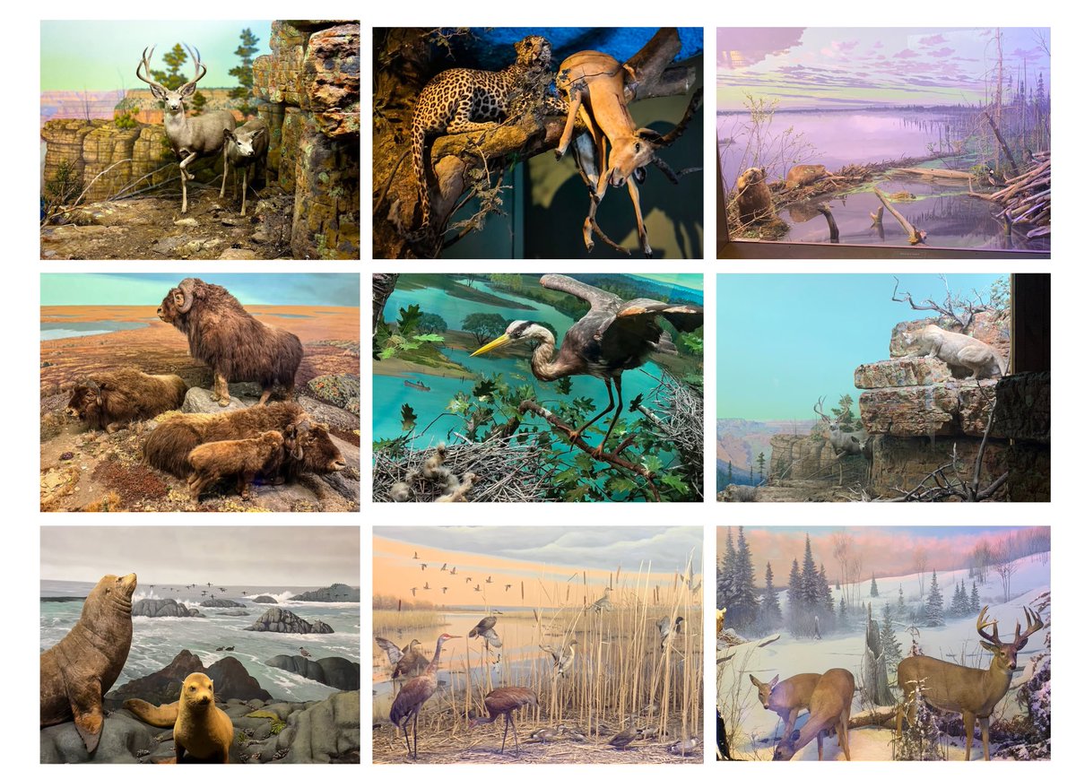 CoriHousto33457's tweet image. Post 1: Milwaukee Public Museum: What Are We Really Being Told?
Whether you believe the museum’s collections are moving over—or you’re worried some things won’t—there’s something odd about the whole process:
For a public project of this scale, funded with millions in taxpayer…