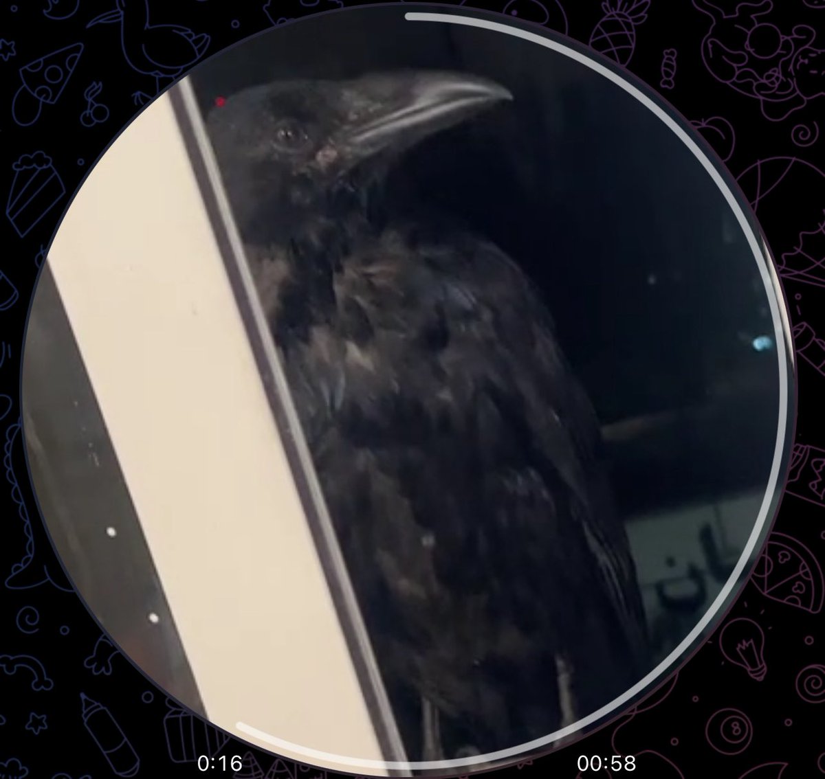 بُلهوَس tweet media