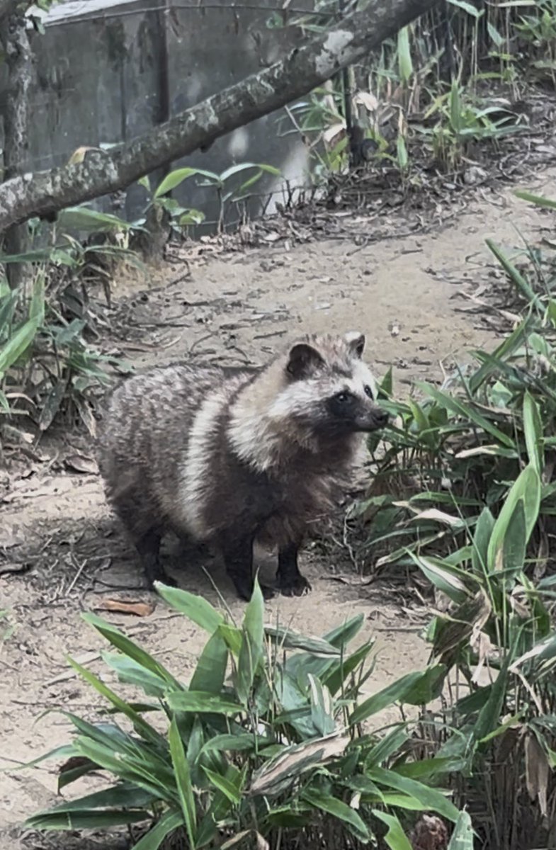 R19088156's tweet image. #時代はホンドタヌキ
#育三郎
#八木山動物公園