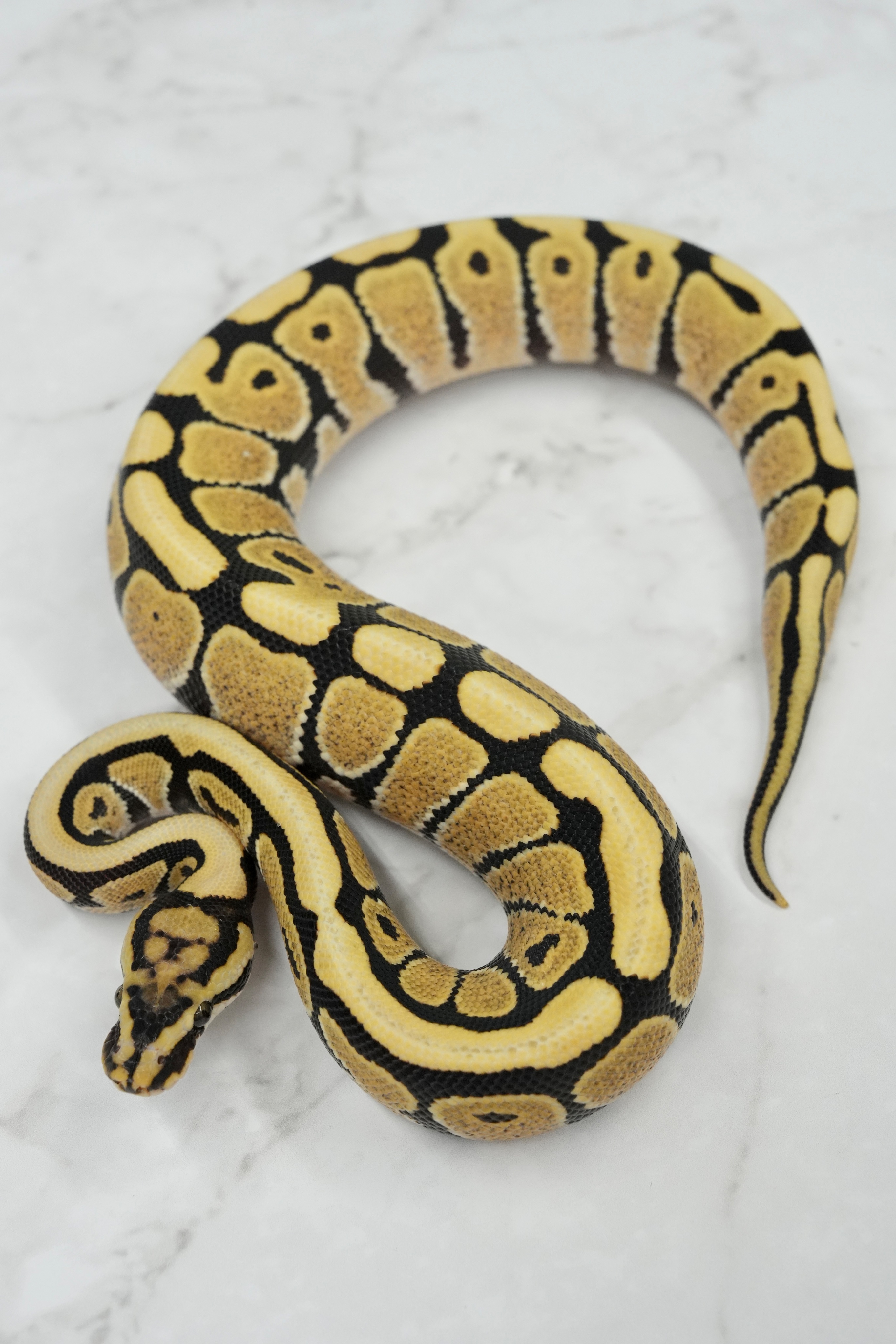 ベビベビ 双葉と🐍の日常🌱 2歳児と0歳児🐍💕 @futaba_0322 #へび #ヘビ