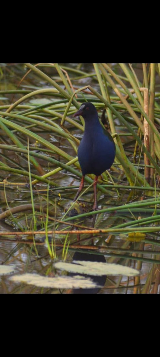 BirdNigeria's tweet image. Allen&apos;s Gallinule (Porphyrin alleni)

An intra-African migrant, with some resident populations in permanent wetlands. Locally common resident in Nigeria.

Threats: destruction of wetlands and local consumption.
📷: @SIR_JOE11 
#CitizenScience
#BirdsSeenIn2025