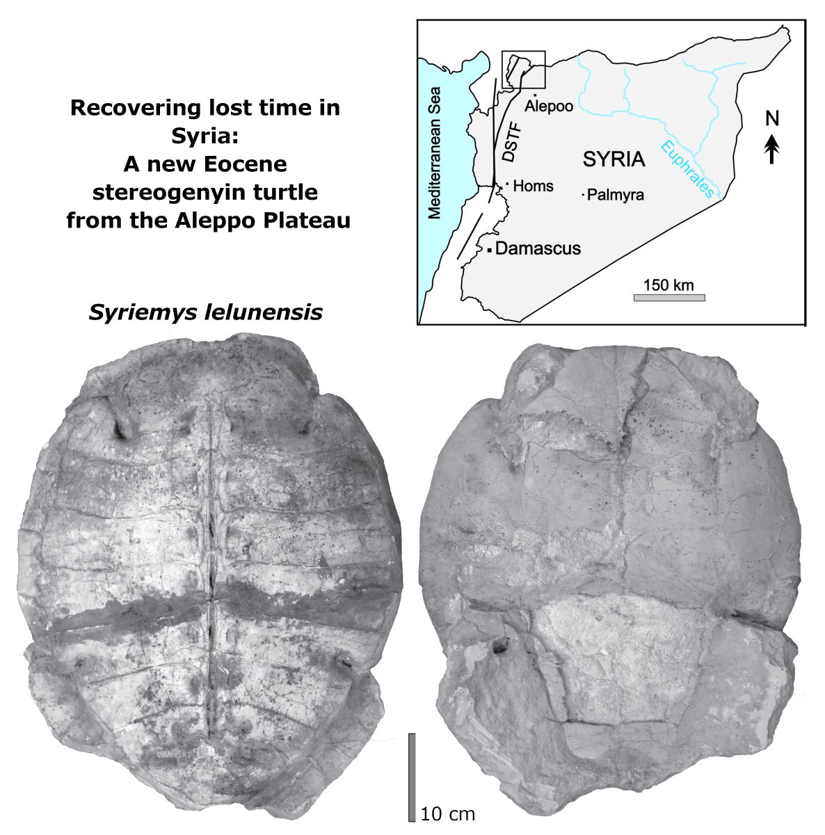 WhWafa's tweet image. Syriemys lelunensis
Welcome to life
The first new species of extinct vertebrate ever described from Syria
onlinelibrary.wiley.com/doi/10.1002/sp…