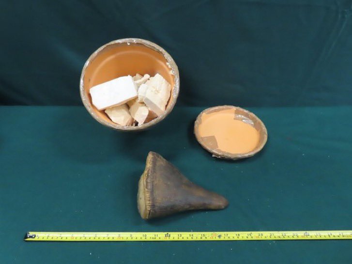 XposeTrophyHunt's tweet image. Airport customs in #HongKong seize #Rhino horns found in air postal packets declared to contain "ceramic ornament statues" imported from #Spain.2 suspects have been arrested, if convicted will be liable to a max fine of $10M & imprisonment for 10 years. 🦏
info.gov.hk/gia/general/20…