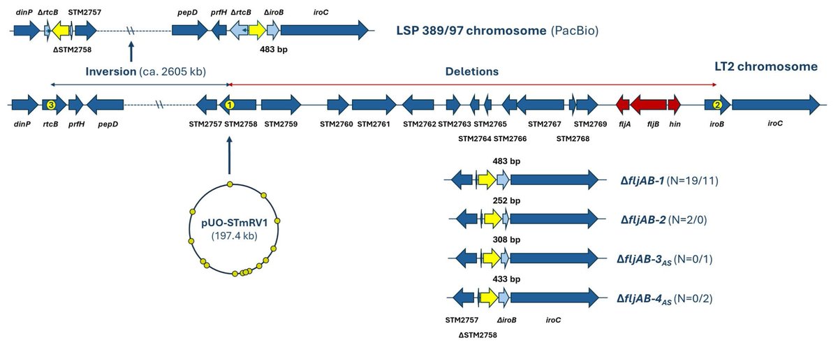antibioticsmdpi's tweet image. 🚨New Research Alert!

🔍&quot;Epidemiological Surveillance, Variability, and Evolution of Isolates Belonging to the Spanish Clone of the 4,[5],12:i:- Monophasic Variant of Salmonella enterica Serovar Typhimurium&quot; by Xenia Vázquez et al. 

🔗Available at: mdpi.com/2079-6382/14/7…
