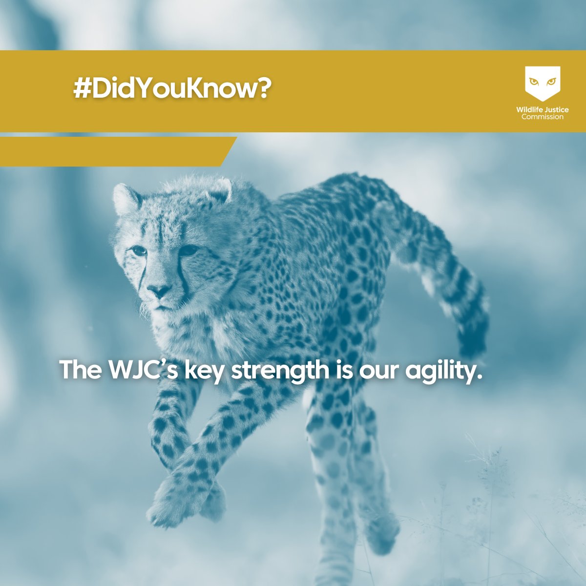 WJCommission's tweet image. #DidYouKnow?
Our ability to deploy quickly and act decisively enables us to follow new investigative leads and form strategic partnerships with law enforcement agencies in hotspots—as they emerge.
Visit our website to learn more about our investigations 👉…