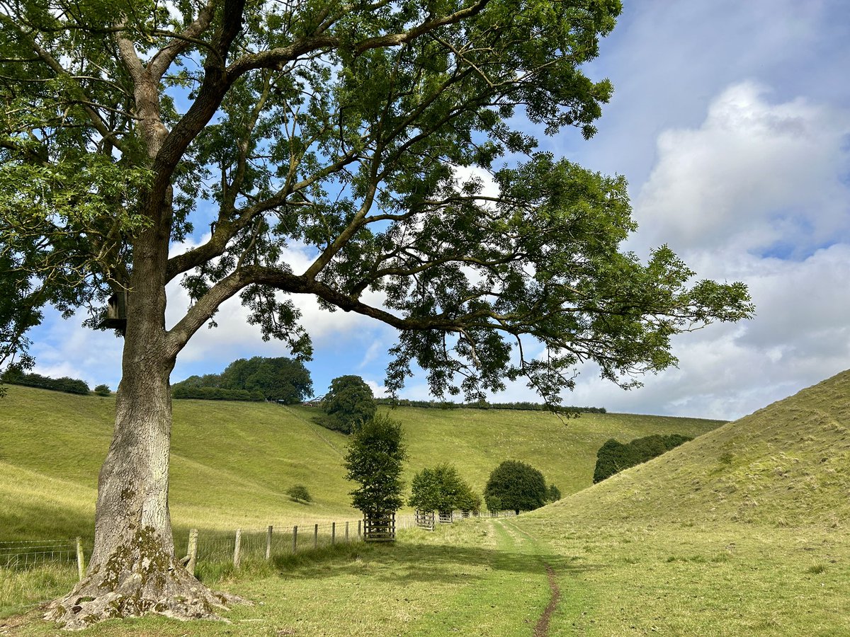 WeatherWolds's tweet image. Early Tracks. 18°C and a light Northerly breeze. Swallows.