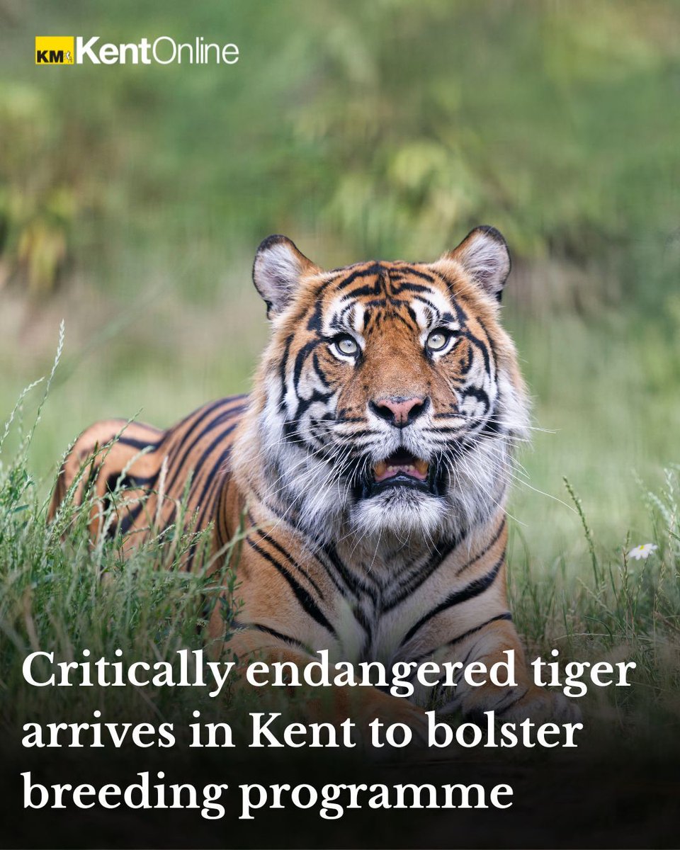 Isn't he handsome! Will you be paying Nakal a visit?  🐯
Read more here: kentonline.co.uk/canterbury/new…