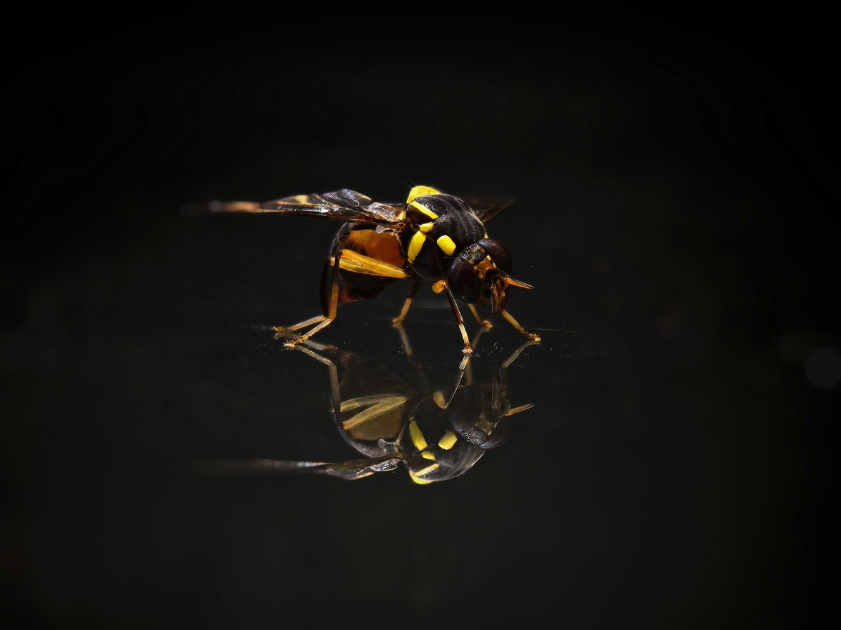 The_TechWizard_'s tweet image. Spotted a Hoverfly on my glass desk. Captured it #withNothing Phone (3) 📸
The edge camera placement of the Tele-macro lens helped frame it just right to get it's reflection as well in the frame.
✏️Edited on Snapseed