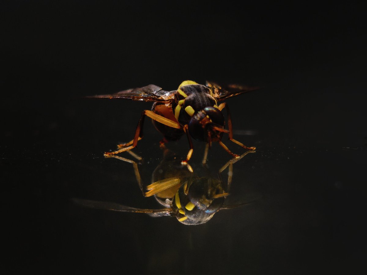 The_TechWizard_'s tweet image. Spotted a Hoverfly on my glass desk. Captured it #withNothing Phone (3) 📸
The edge camera placement of the Tele-macro lens helped frame it just right to get it's reflection as well in the frame.
✏️Edited on Snapseed