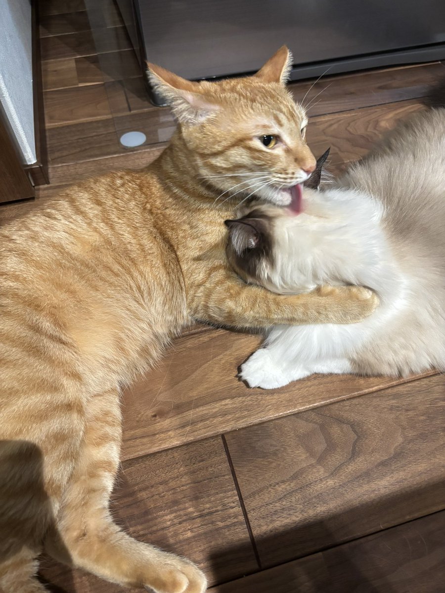 僕たちずっと一緒！
#猫のいる暮らし 
#猫のいる幸せ 
#ねこ