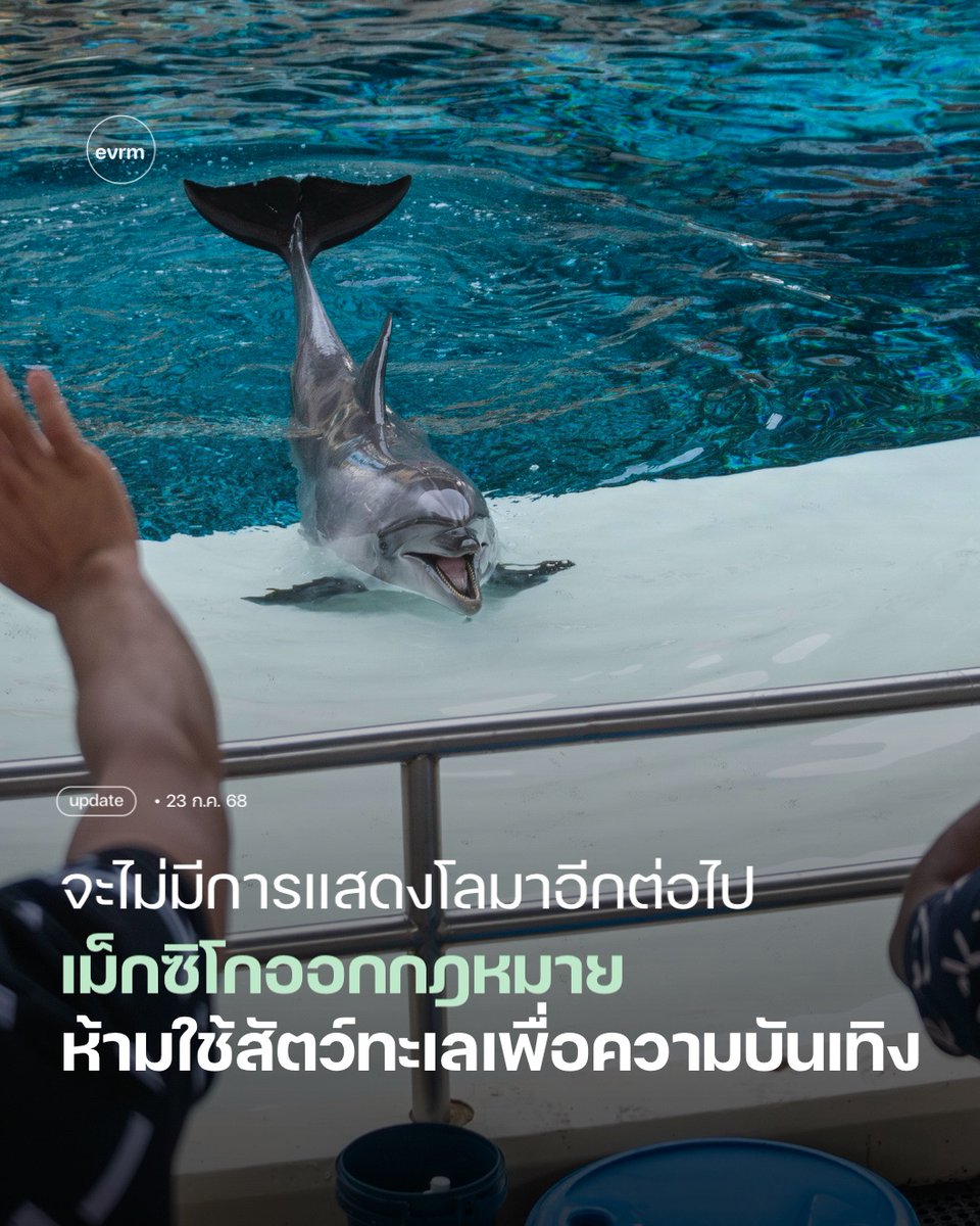 environmanth's tweet image. UPDATE: รัฐสภาเม็กซิโกพลิกประวัติศาสตร์โลก สู่ประเทศผู้นำผ่านกฎหมายคุ้มครองโลมา
ต่อไปนี้เม็กซิโกจะไม่มีการใช้โลมา วาฬเพชฌฆาต สิงโตทะเล และสัตว์เลี้ยงลูกด้วยนมในทะเล มาทำการแสดงได้อีกแล้ว เพราะเมื่อไม่นานมานี้เขามีการแก้ไขกฎหมายทั่วไปว่าด้วยสัตว์ป่า (Ley General de Vida…