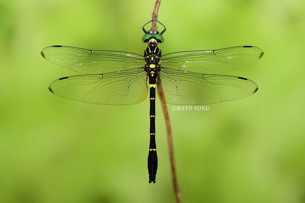 2025·华西南五月。
黄翅裂唇蜓Chlorogomphus auratus。
本种为中国西南角山区优势物种，栖息于水量微小的流水环境，其稚虫可以在森林中大多数渗流、小型瀑布和溪流源头被发现。未熟成虫经常集群活动，会在沟谷高空慢速盘旋。