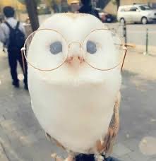 SavosAndSavos's tweet image. Fell asleep at my desk with my glasses on for three nights running