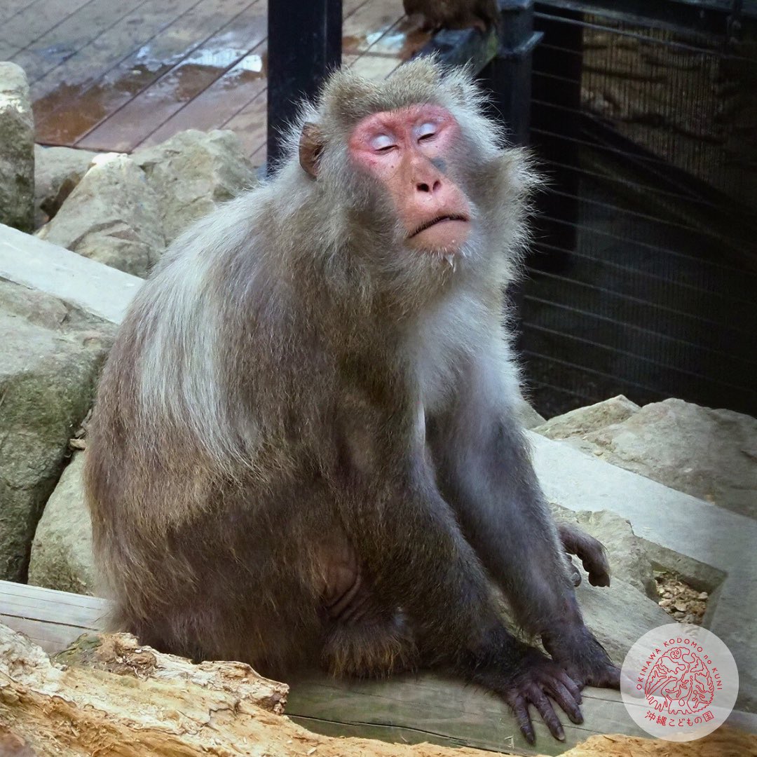 helloohana_'s tweet image. ウトウトしているやくまるさん🐵🌸
瞼の色がとてもお洒落なのです🩵〜゜
(その色が似合うお顔が羨ましい…!)
霊長類の皆さんの目元にもご注目を✨
#沖縄こどもの国 #ヤクシマザル #沖縄県