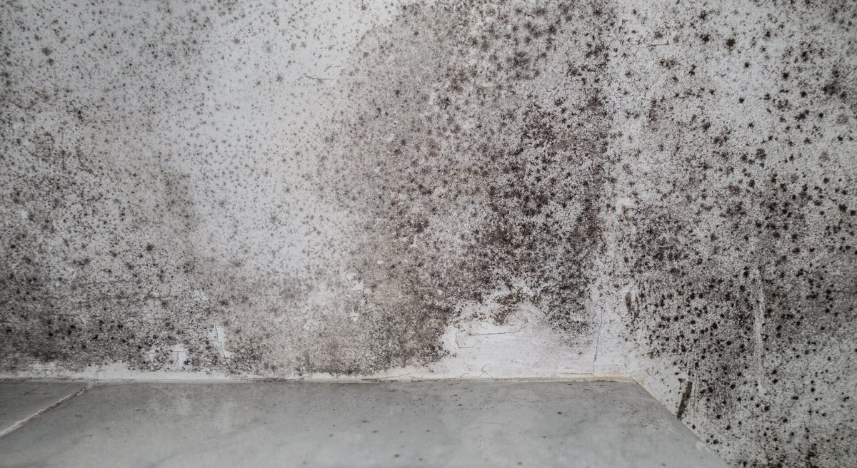 Training scheme aims to boost confidence in damp proofing dlvr.it/TM43dk