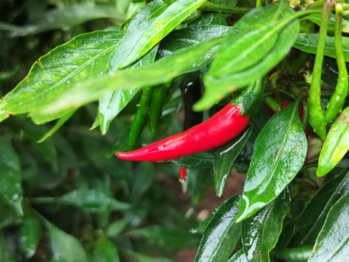 MrDSharma's tweet image. #picture 
#redchilli 
#photography