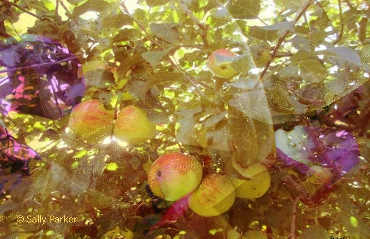 ArtQuartet's tweet image. The #apple #tree was sacred to Hera &amp;amp; Aphrodite in ancient Greek #myth. The earth-goddess Gaia had gifted an apple-tree with golden apples - a #wedding present for the goddess Hera.🍃🌅
#LegendaryWednesday 

#seasons #nature #summer