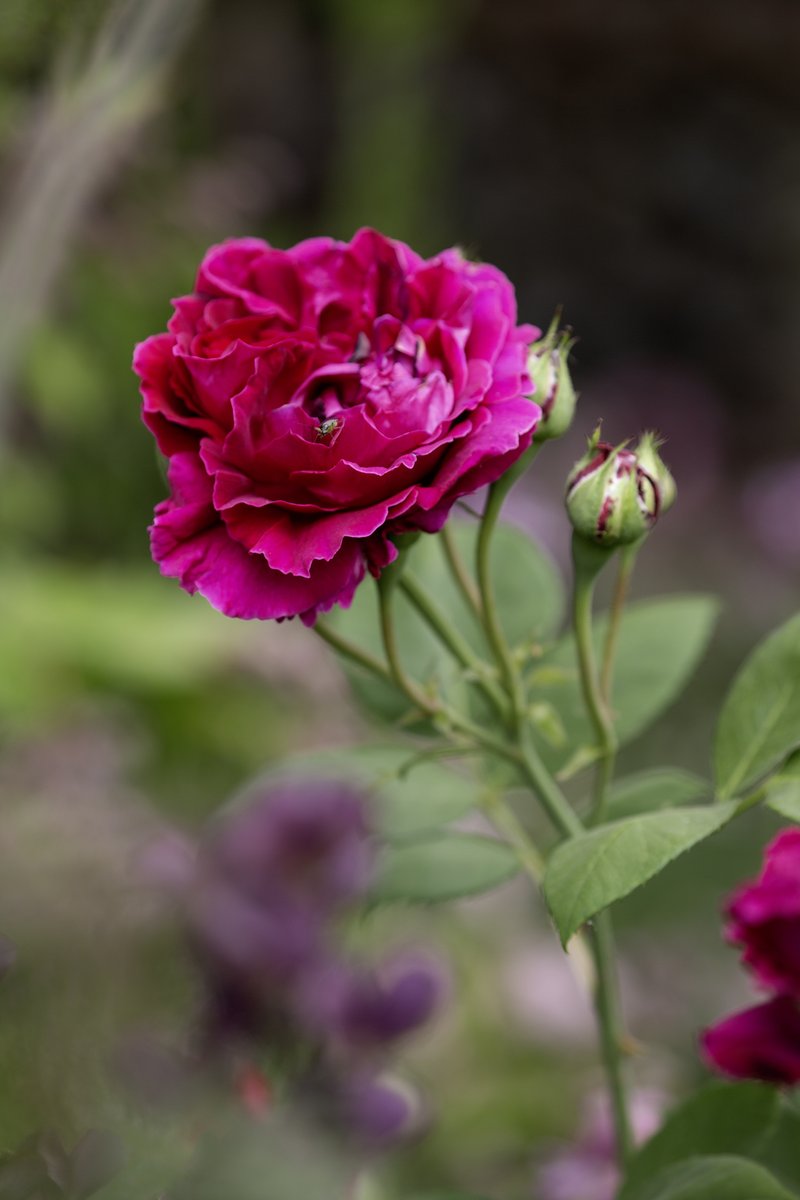 garden_aspire's tweet image. A beautiful magenta rose in full bloom, surrounded by hopeful buds yet to unfurl — and look closely… a tiny visitor is making its own inspection of the petals. 🌹🕷️
#RoseWednesday #ThePhotoHour #roses