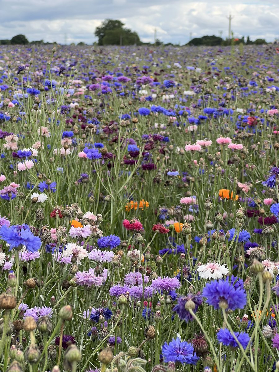 NoniSturge's tweet image. A beautiful morning🌸🌼
Have a lovely day everyone. Lots of smiles ☺️