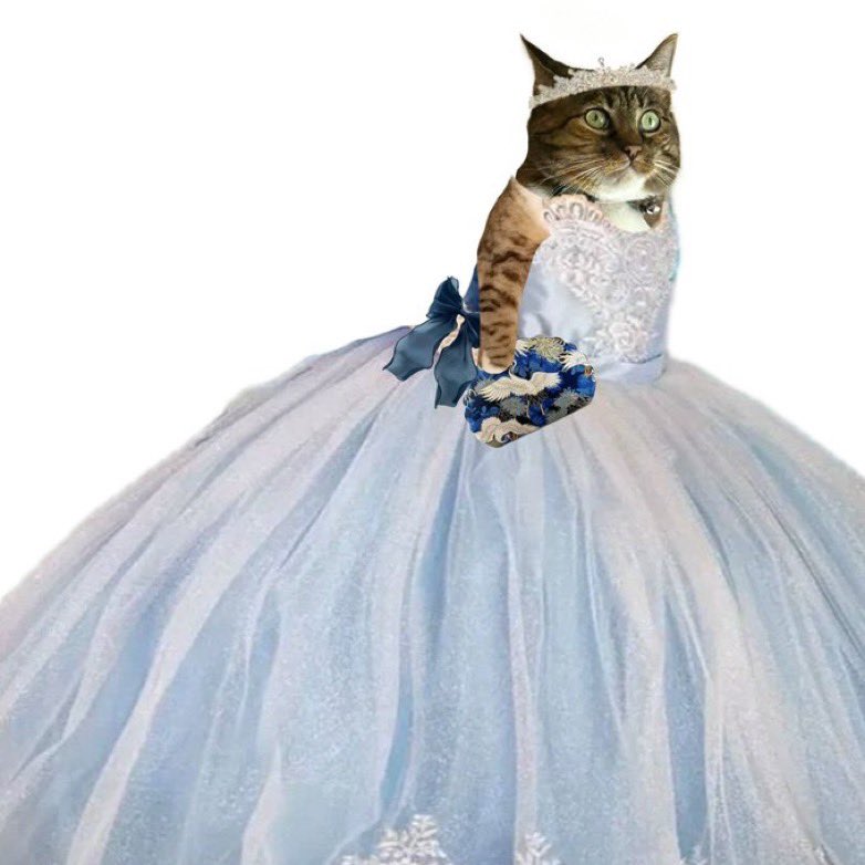 Zia is dressed in #HouseofDiego couture 
to celebrate turning 7 years old today!

How fast my little potato turned into a pretty princess 💙

Happy 7th Birthday my sweet Jadzia Dax!

7/23/18

#Hedgewatch 
#happybirthday