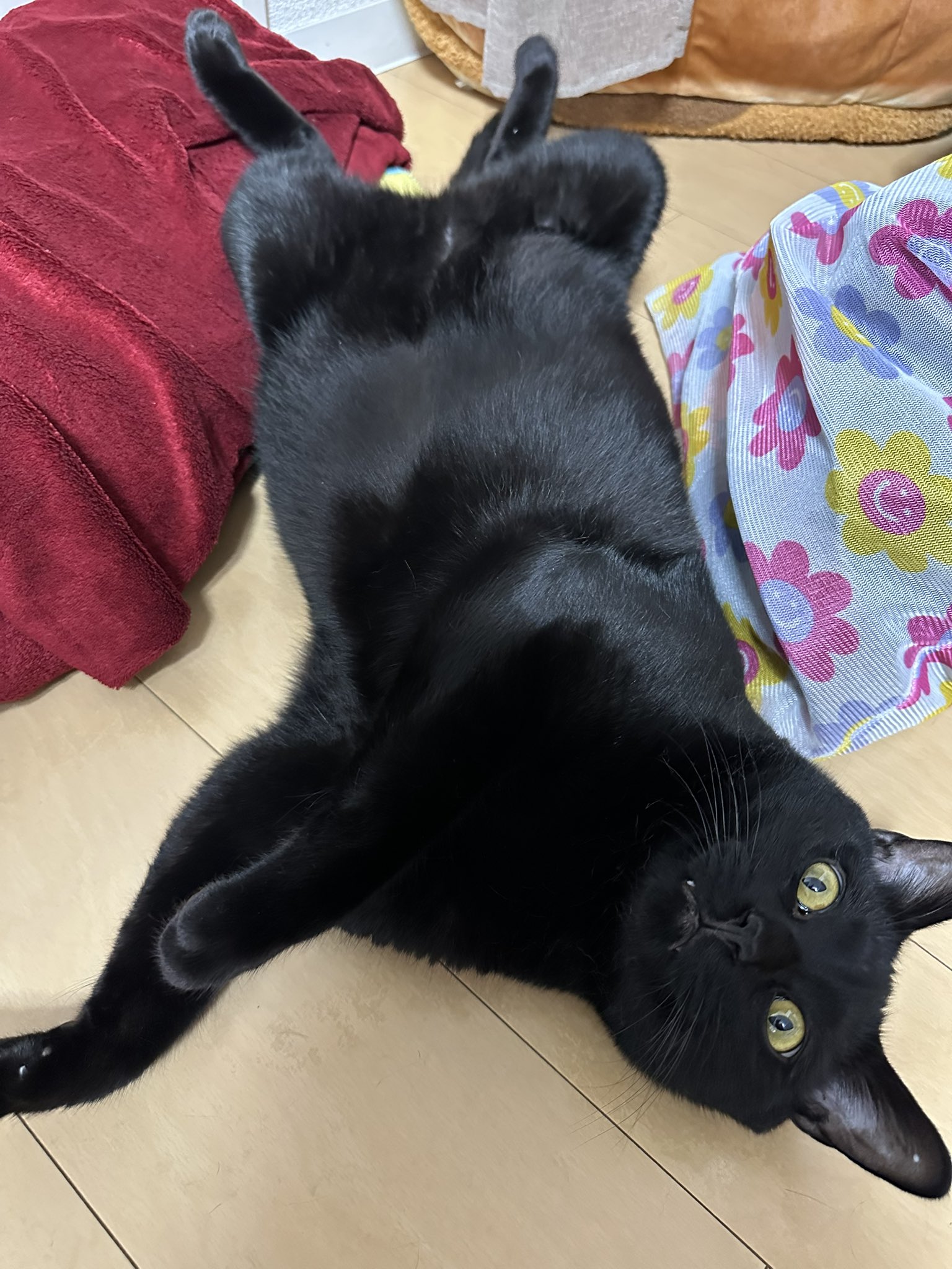 黒猫ちぃ たっちぃZooにゃんこ 黒猫 | リードのおみせ Catail