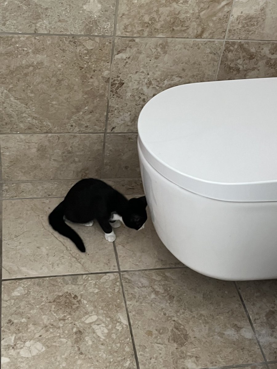 owenclark3's tweet image. So this is where the humans keep their litter tray! #catsoftwitter