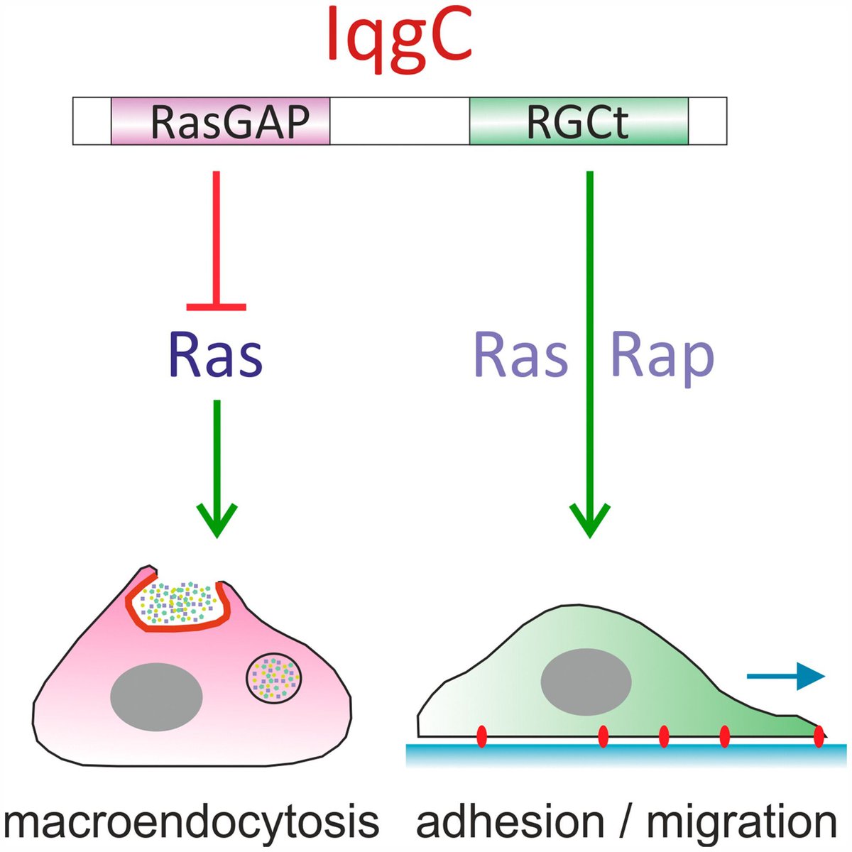 FEBSOpenBio's tweet image. Actin dynamics controlled by IqgC, a RasGAP at the crossroads between the IQGAP and fungal GAP1 families
➡️buff.ly/vMqcflj
#ActinDynamics #Macropinocytosis #RasGAP