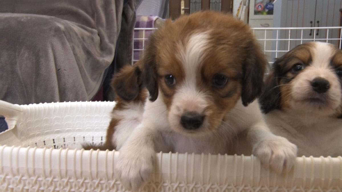tv_life's tweet image. 大谷翔平の愛犬・デコピンで話題の“コーイケルホンディエ”の子犬の時期に密着
『笑える!泣ける!動物スクープ100連発』
🔻記事&写真はこちら
tvlife.jp/variety/762256
#博多大吉 #大谷映美里 #髙松瞳 #イコラブ #小芝風花 #中野周平 #蛙亭 #みりちゃむ #良ちゃん #鬼越トマホーク