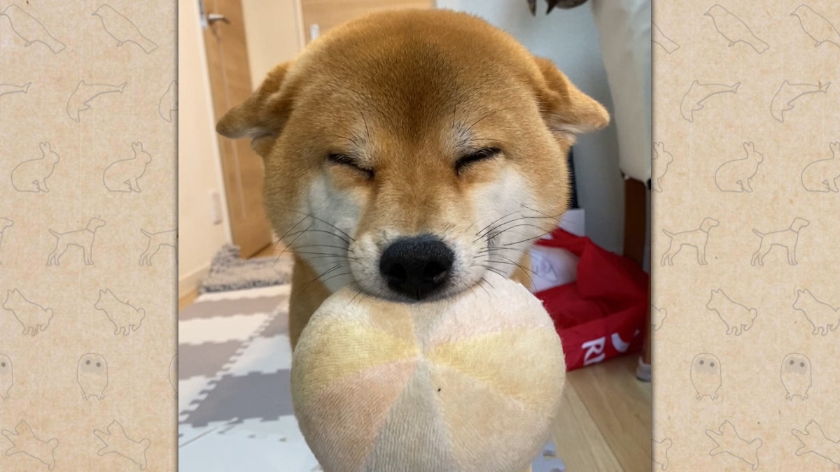 tv_life's tweet image. 大谷翔平の愛犬・デコピンで話題の“コーイケルホンディエ”の子犬の時期に密着
『笑える!泣ける!動物スクープ100連発』
🔻記事&写真はこちら
tvlife.jp/variety/762256
#博多大吉 #大谷映美里 #髙松瞳 #イコラブ #小芝風花 #中野周平 #蛙亭 #みりちゃむ #良ちゃん #鬼越トマホーク