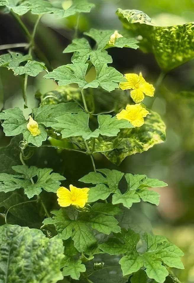 74ceff6b903445b's tweet image. Hello dear friends 🙏😄 
Have a beautiful Wednesday ☘️🌿🌱