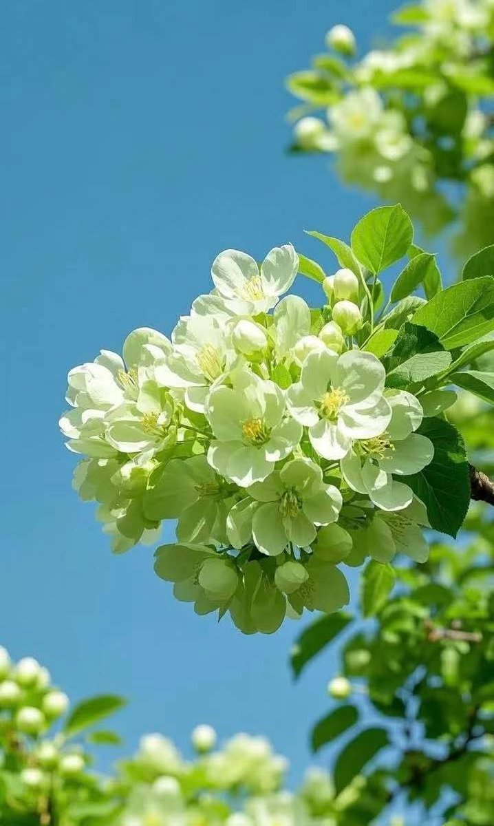 74ceff6b903445b's tweet image. Hello dear friends 🙏😄 
Have a beautiful Wednesday ☘️🌿🌱