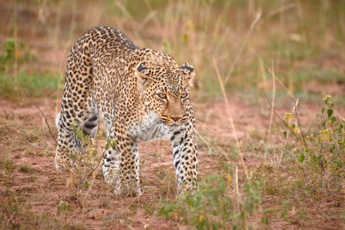 bownaankamal's tweet image. Bahati — the Queen of the Talek River.
Born to the iconic Olive and granddaughter of Bella, Bahati carried the legacy of the Mara’s most renowned leopard dynasty. Her name, Bahati, means “lucky” in Swahili — and she truly was. Lucky to be born into royalty, lucky to raise…