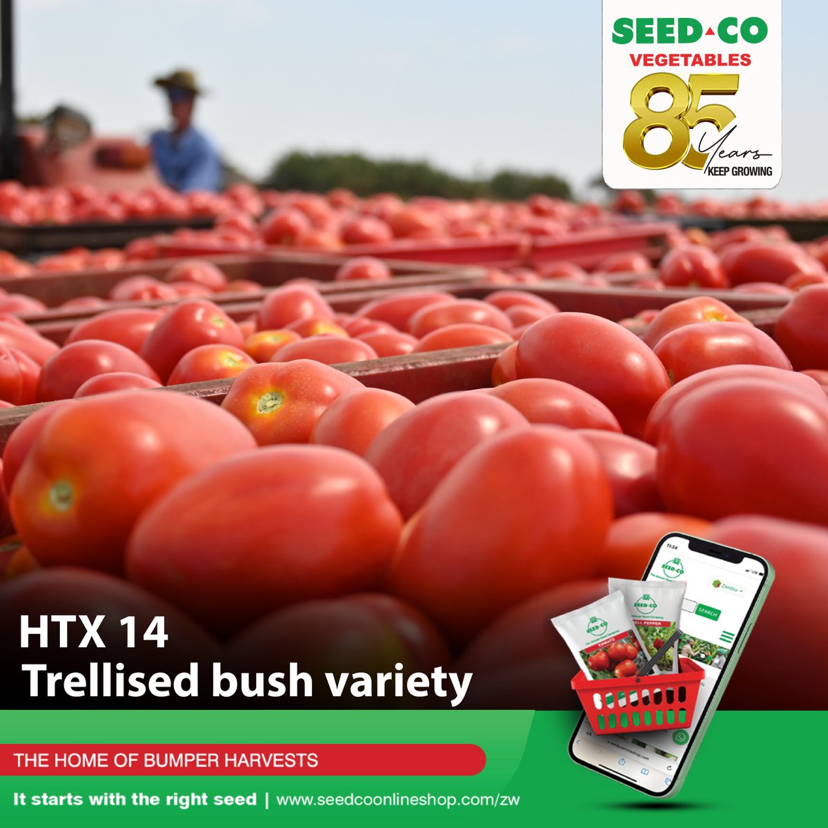 SeedCoVegZim's tweet image. Tomato 𝗛𝗧𝗫 𝟭𝟰 is an early-maturing determinate round tomato variety. It matures in 65-70 days, with a recommended plant population of 24,000-28,000 plants per hectare. The fruit is square-round, weighing 90-130 g, with a bright red color.

#ItStartsWithTheRightSeed