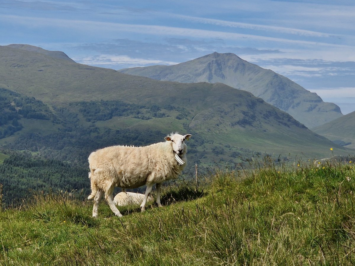 SRUC's tweet image. SRUC is delighted to be the UK partner in DIGI-Rangeland - a new £3M EU-funded project exploring how digital tools can better support livestock farming in moorland areas across Europe. 

Read more 👉 buff.ly/DAjZBHk